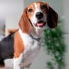 AnimalProtect – Vlooienband En Anti-Teken Halsband voor Honden