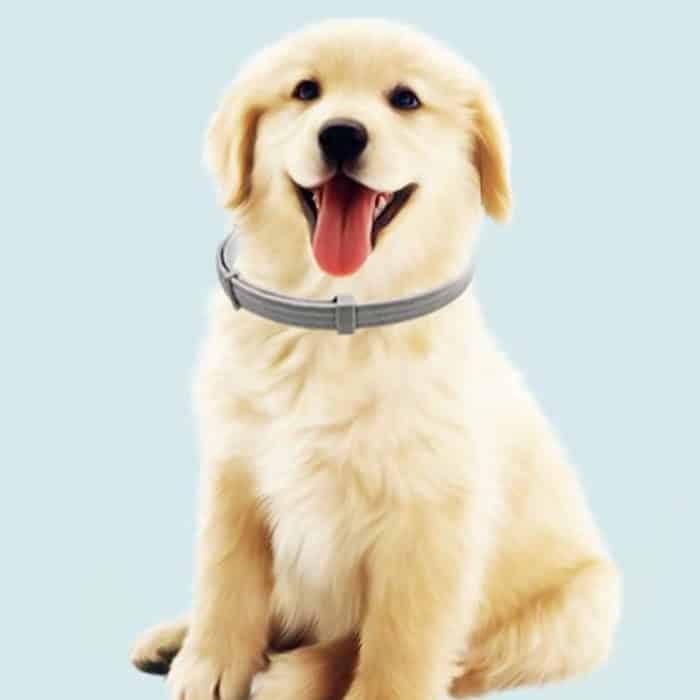 AnimalProtect – Vlooienband En Anti-Teken Halsband voor Honden